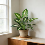 Monstera Tropical Leaf Stem | Luxury Artificial Plant for Interior Styling